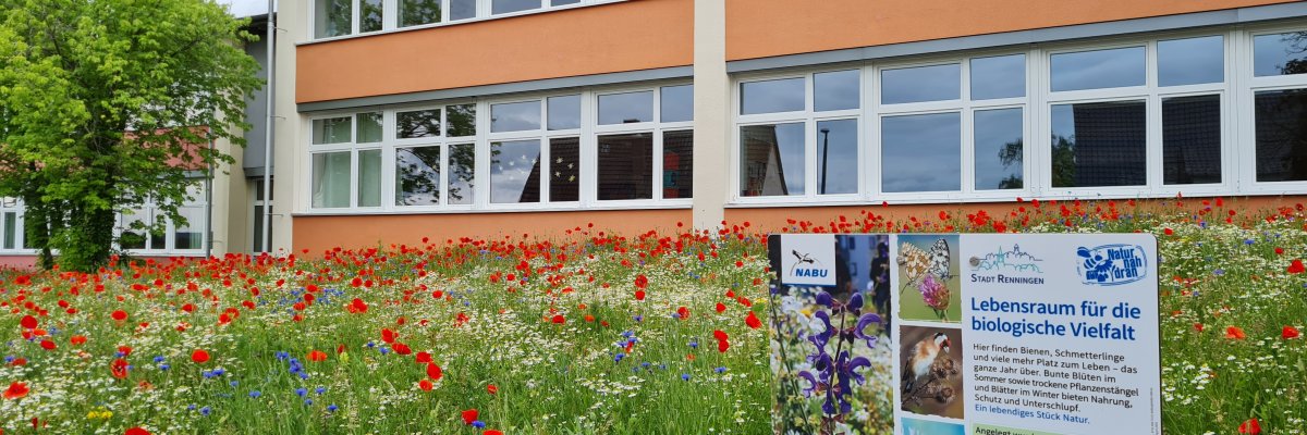 Wiese mit Mohnblumen
