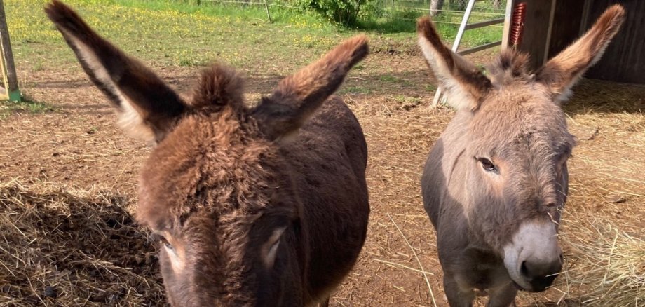 Besuch beim Bauernhof