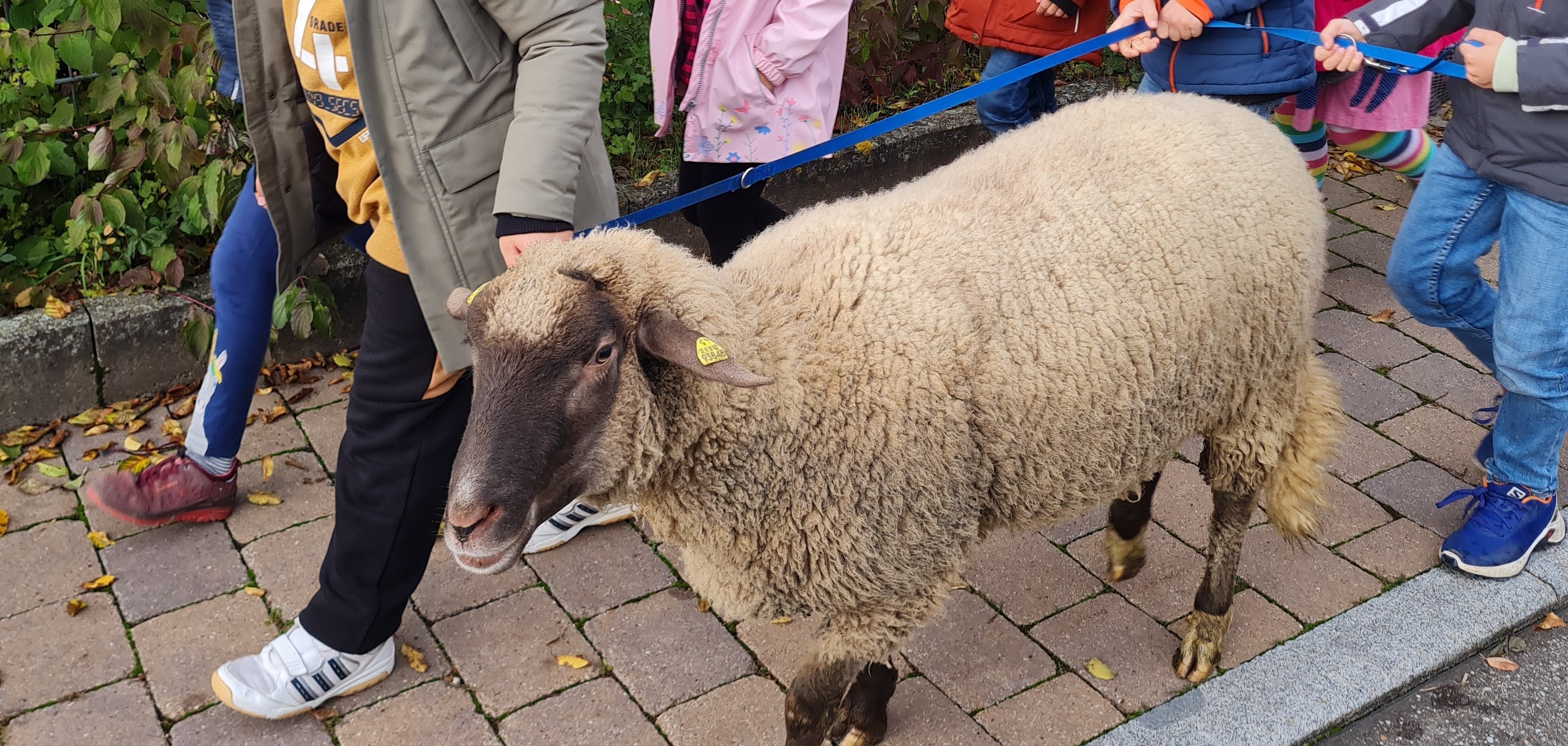 Schulschafe Lucky und Luke