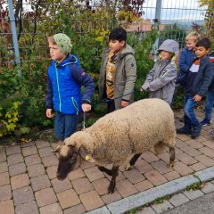 Schulschafe Lucky und Luke