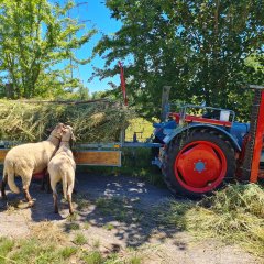 Lucky und Luke freuen sich über das Gras