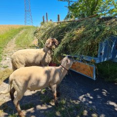 Lucky und Luke freuen sich über das Gras