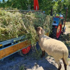 Lucky  freut sich über das Gras