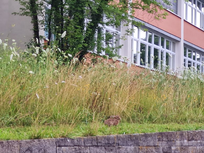 Hase vor dem Schulgebäude