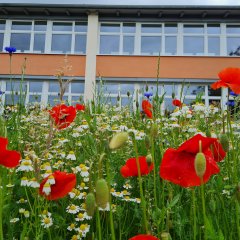 Blumenwiese