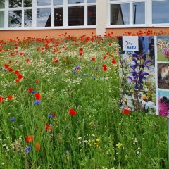 Blumenwiese