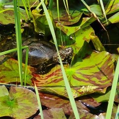 Schildkröte