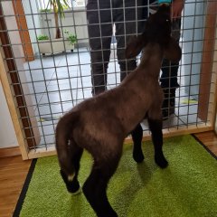 Lämmer Lucky und Luke