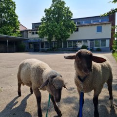 Lämmer Lucky und Luke