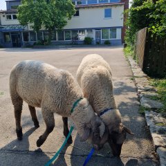 Lämmer Lucky und Luke