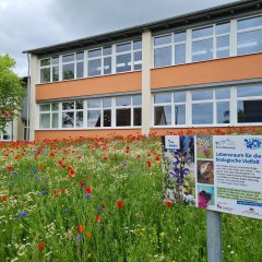 Blumenwiese