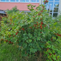 Johannisbeeren