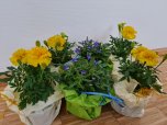 Muttertagsblumen
