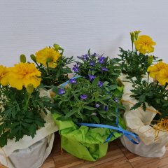 Muttertagsblumen